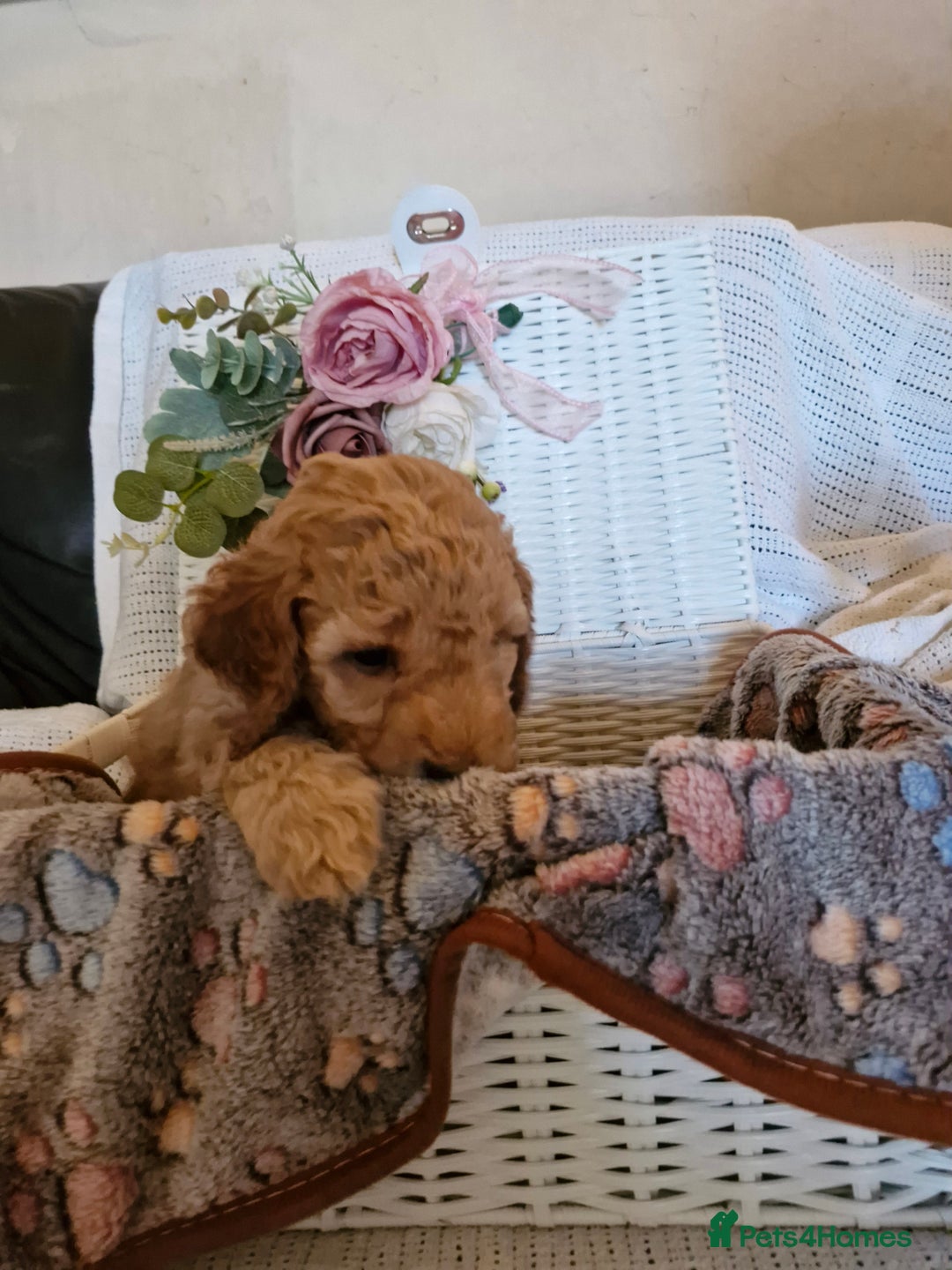 Mixed Breed dogs for sale: Adorable puppies ready from 22 12.25 - Advert 4