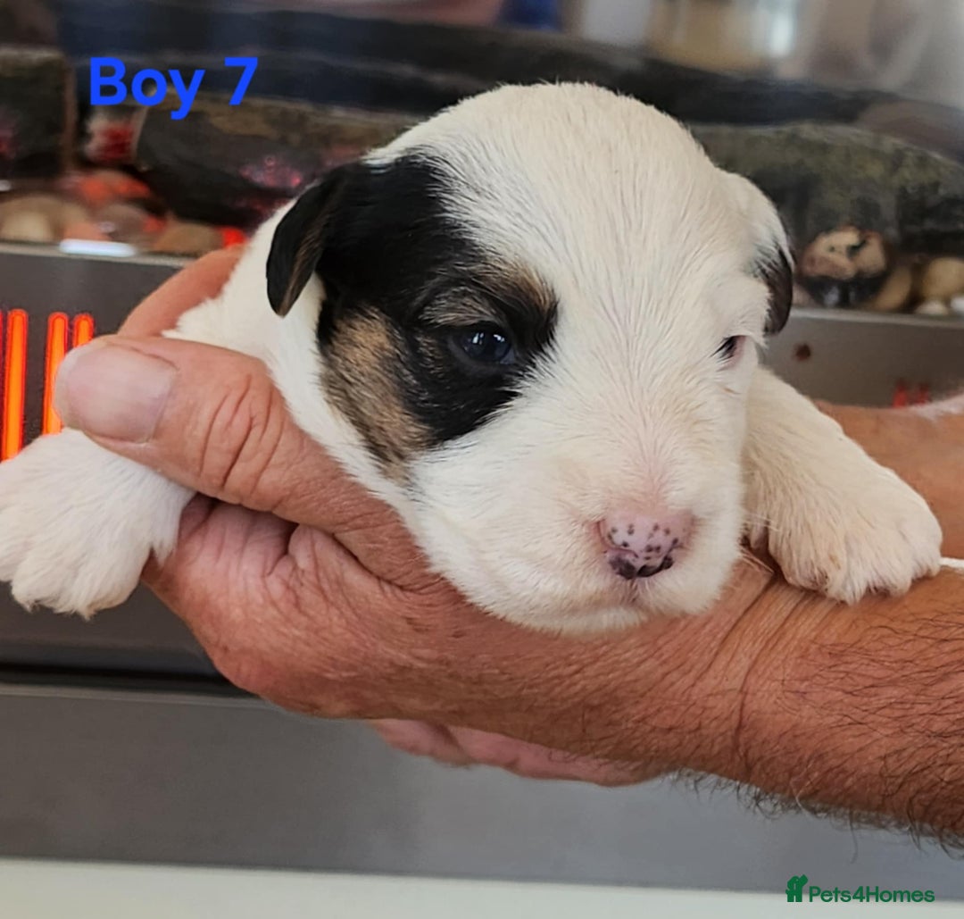 Sealyham Terrier dogs for sale: Sealyham terrier puppy’s  - Image 9