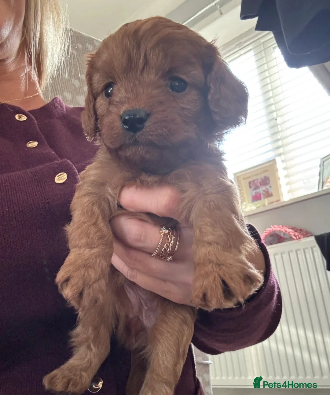 Cavalier King Charles Spaniel dogs for sale: Outstanding Cavalier King Charles Spaniel Puppies  in Moreton-in-Marsh - Advert 6