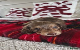 Miniature Dachshund dogs for sale: Top quality long haired miniature dachshunds  - Image 3