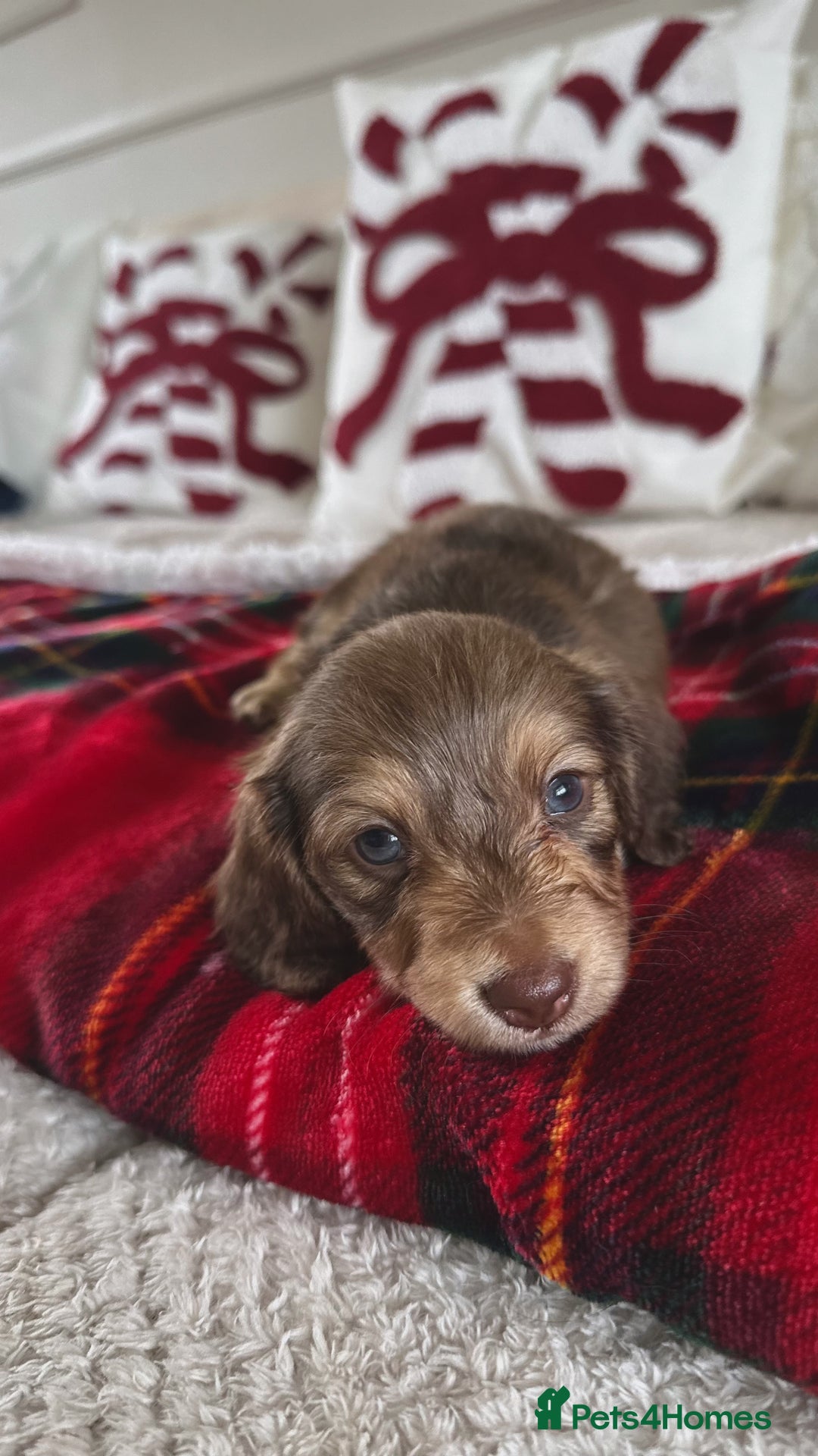Miniature Dachshund dogs for sale: Top quality long haired miniature dachshunds  - Image 3