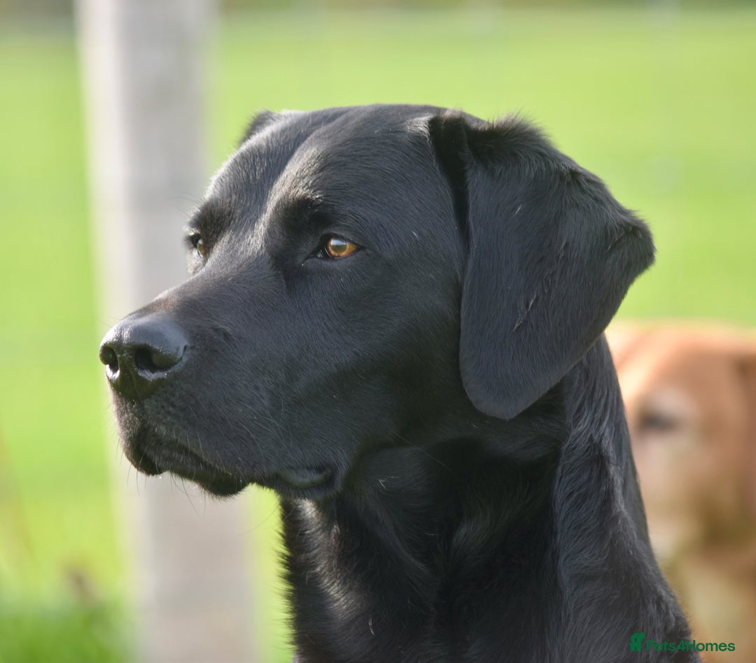 Labrador Retriever dogs for sale: V Good Looking Family Friendly Working KC Labrador - Image 5