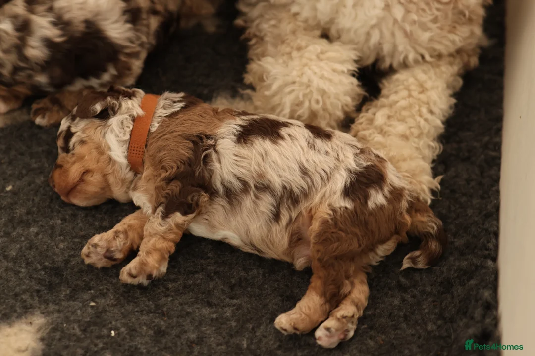 Cavapoo dogs for sale: Outstanding F1b Cavapoo puppies - Advert 10