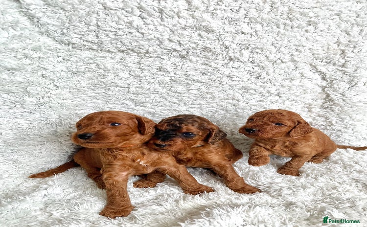 Cockapoo dogs - Advert 3