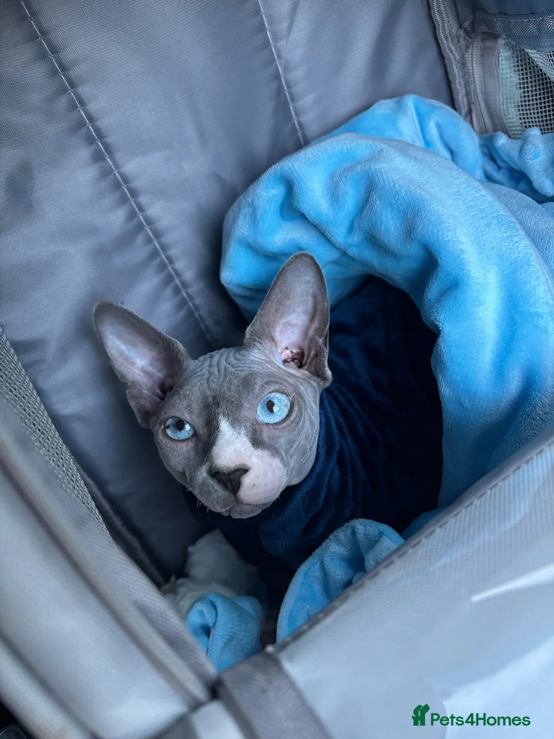 Sphynx cats for stud: TICA registered Sphynx for stud in Slough - Advert 2