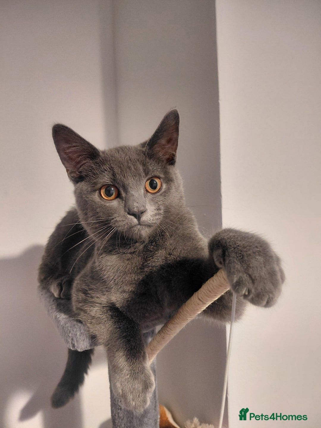 British Shorthair cats for sale: British Shorthair cross - Advert 4