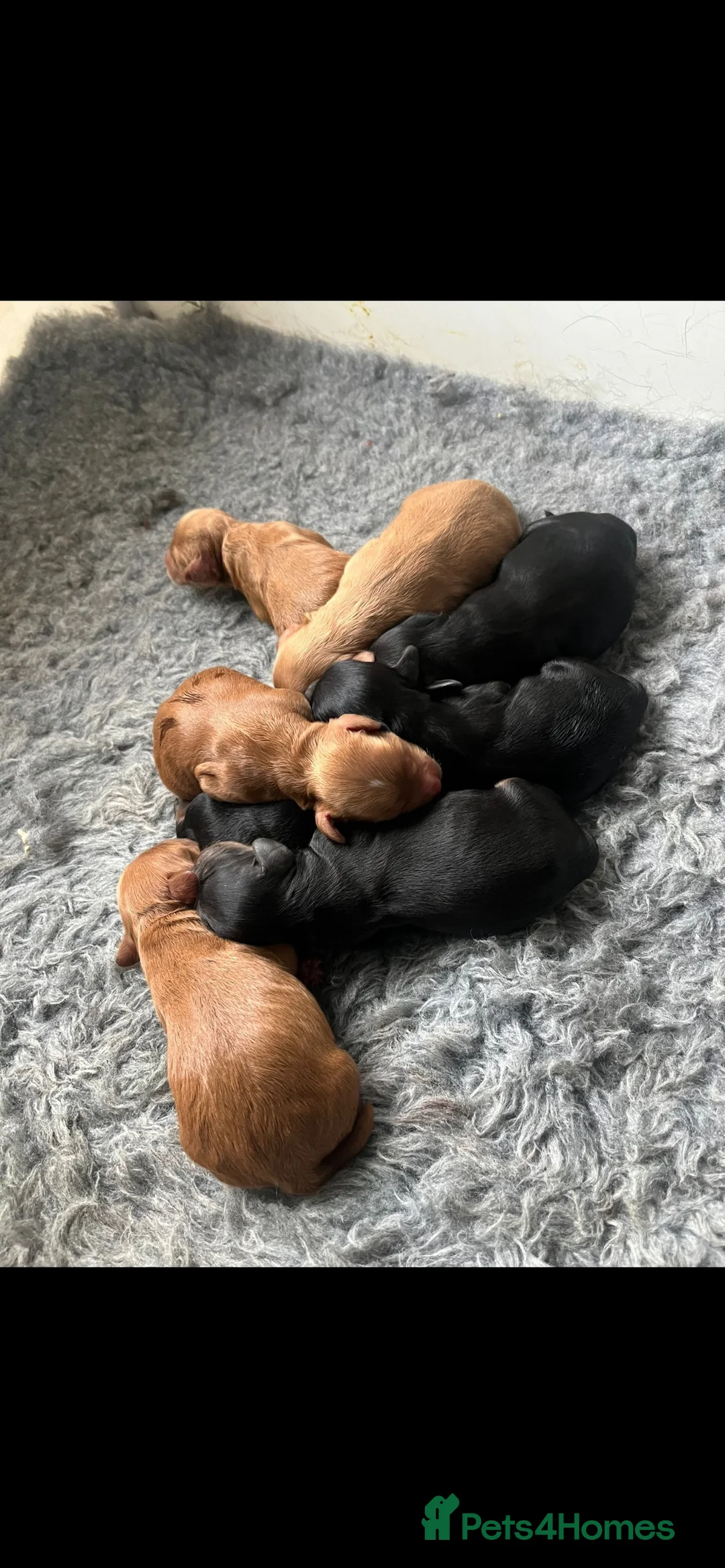 Cocker Spaniel dogs for stud: KC STUNNING SHOW COCKER (FULLY HEALTH TESTED) in Galston - Advert 3