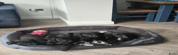 Labrador Retriever dogs for sale: Labrador cross Bernese  - Advert 5