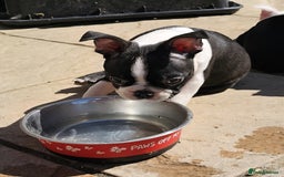 Boston Terrier dogs for sale: REDUCED!! Boston terriers DELIVERY!. - Image 16