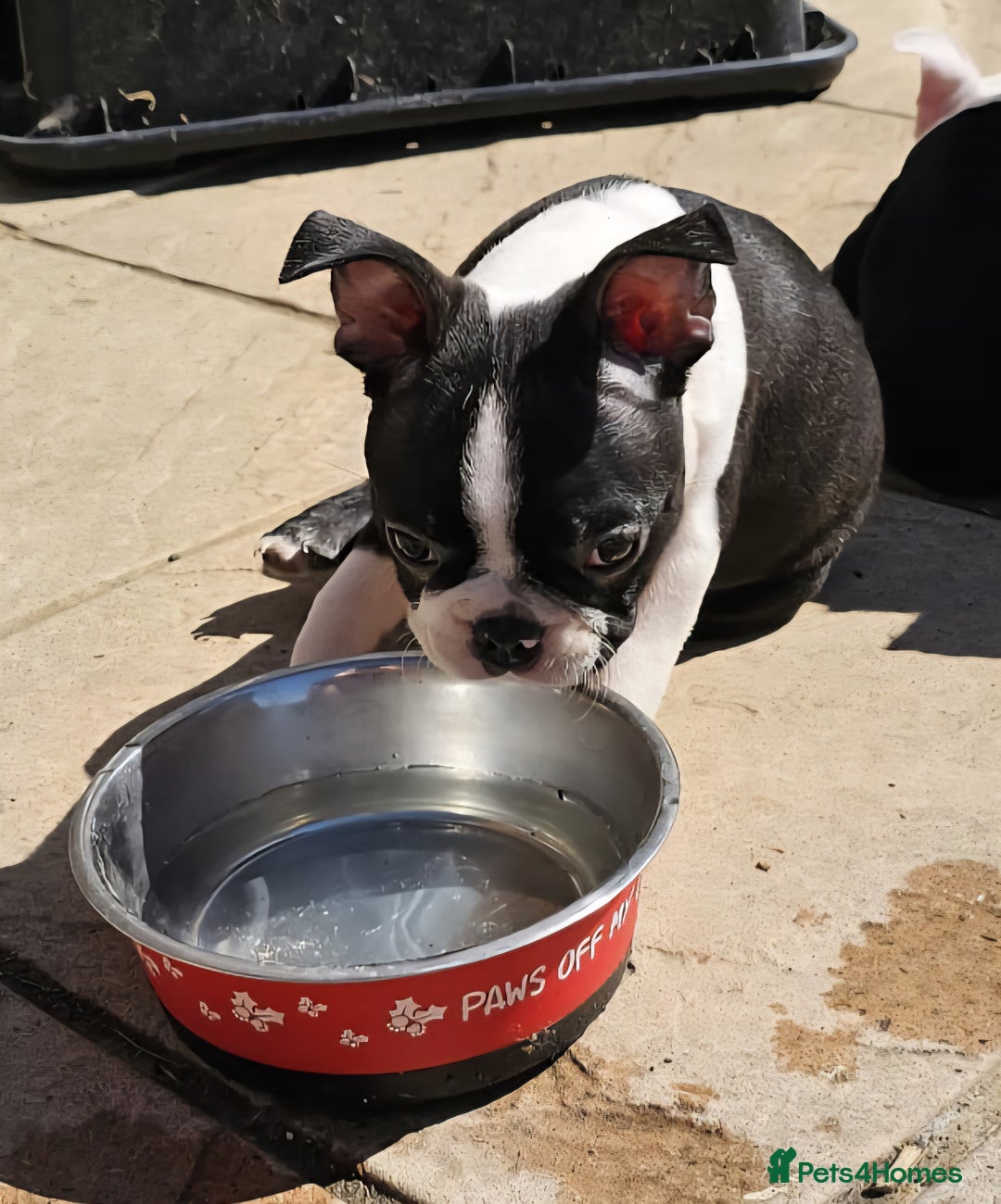 Boston Terrier dogs for sale: REDUCED!! Boston terriers DELIVERY!. - Image 16