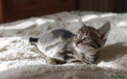Bengal cats for sale: Adorable, affectionate, so cute kittens for sale!! - Image 18