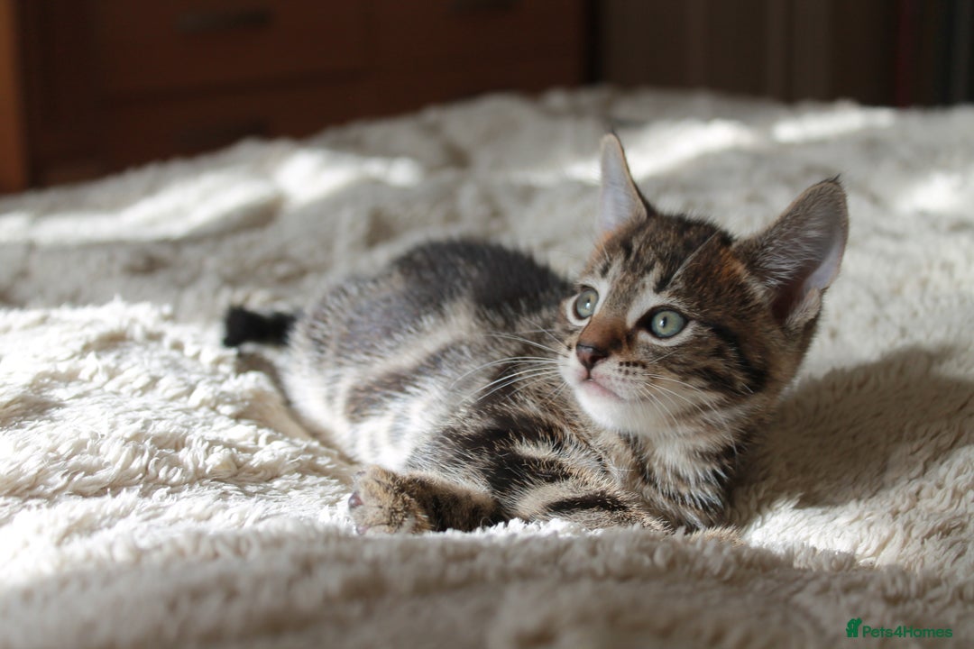 Bengal cats for sale: Adorable, affectionate, so cute kittens for sale!! - Image 18