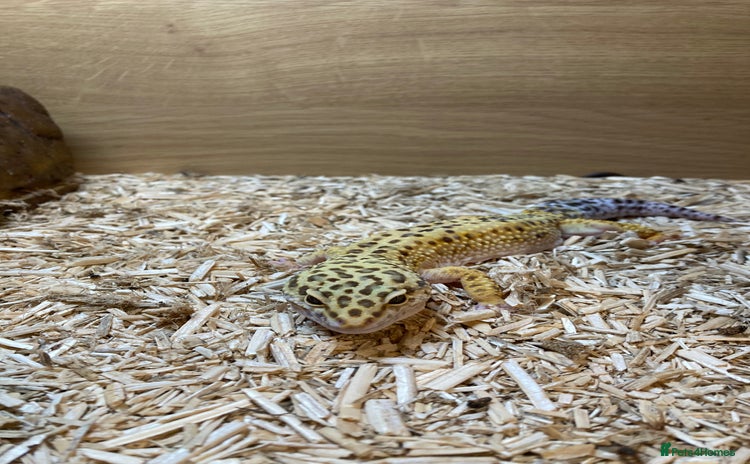 Leopard Gecko reptiles - Advert 8