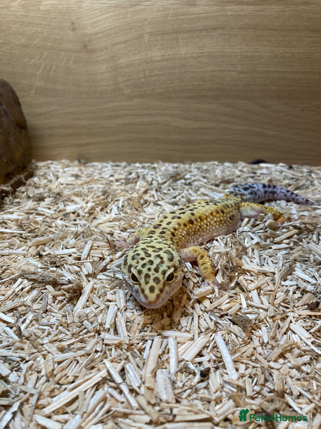 Leopard Gecko reptiles for sale: Leopard gecko and vivarium plus hides  - Image 1