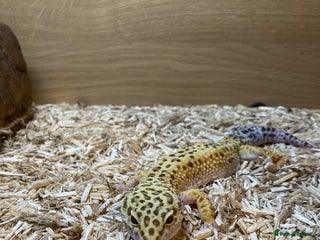 Leopard Gecko reptiles - Advert 29