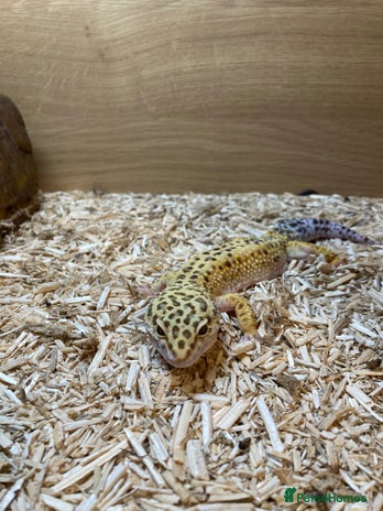 Leopard Gecko reptiles - Advert 5