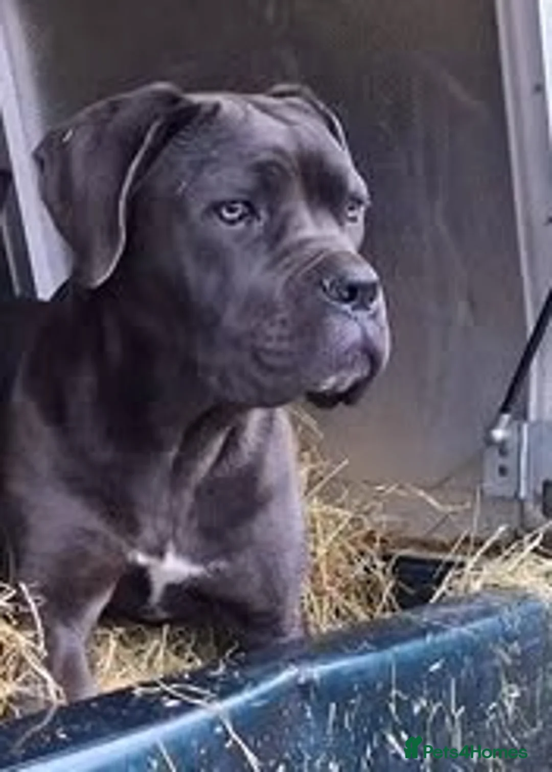 Cane Corso dogs for sale: 8 month old female - Advert 1