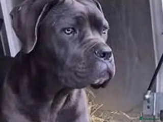 Cane Corso dogs 8 month old female - Advert 13