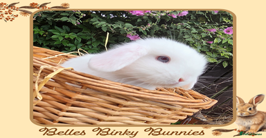Mini Lop rabbits - Advert 11