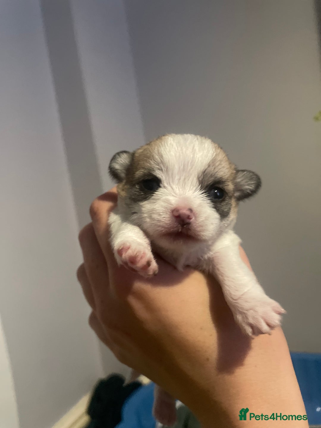 Mixed Breed dogs for sale: Maltese x chihuahua puppies for sale  - Image 9