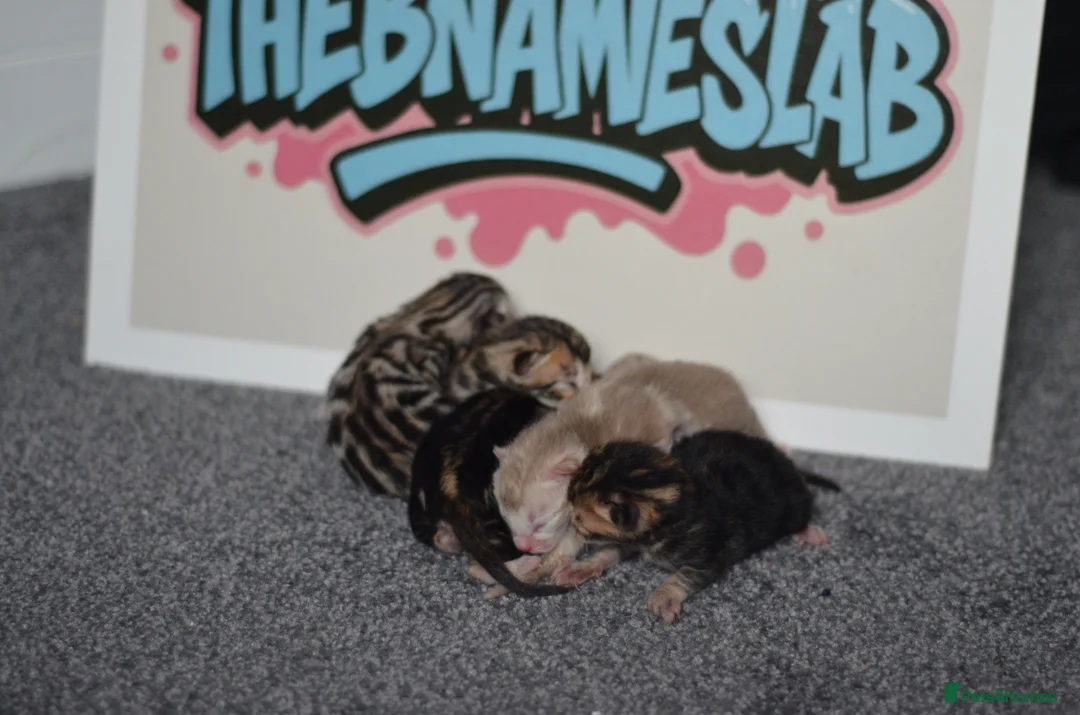 Bengal cats for sale: 🧬LIMITED BENGAL KITTENS🧬 2 females left - Advert 2