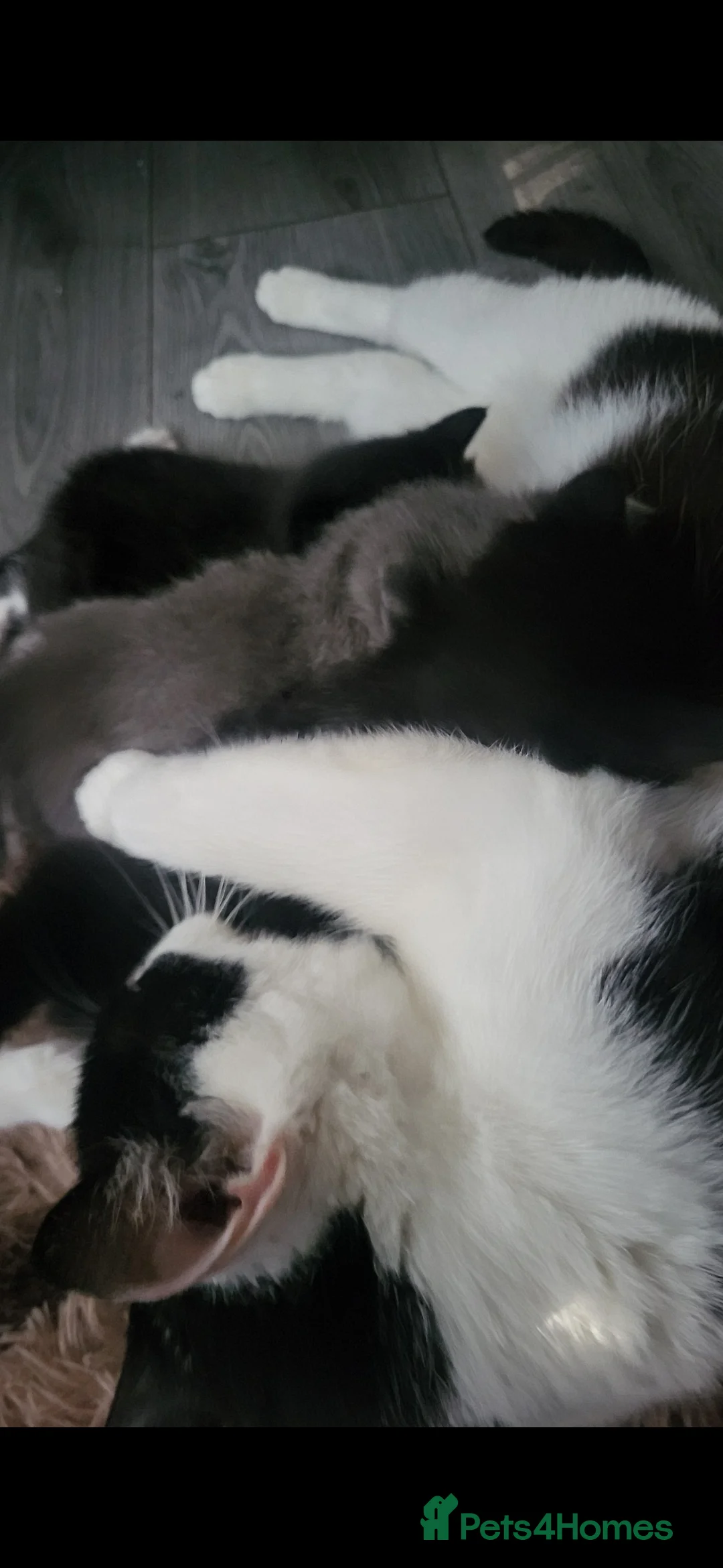 Mixed Breed cats for adoption: 8 Week old, Cute kittens needing homes - Advert 8