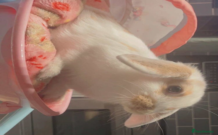 Mixed Breed rabbits - Advert 2