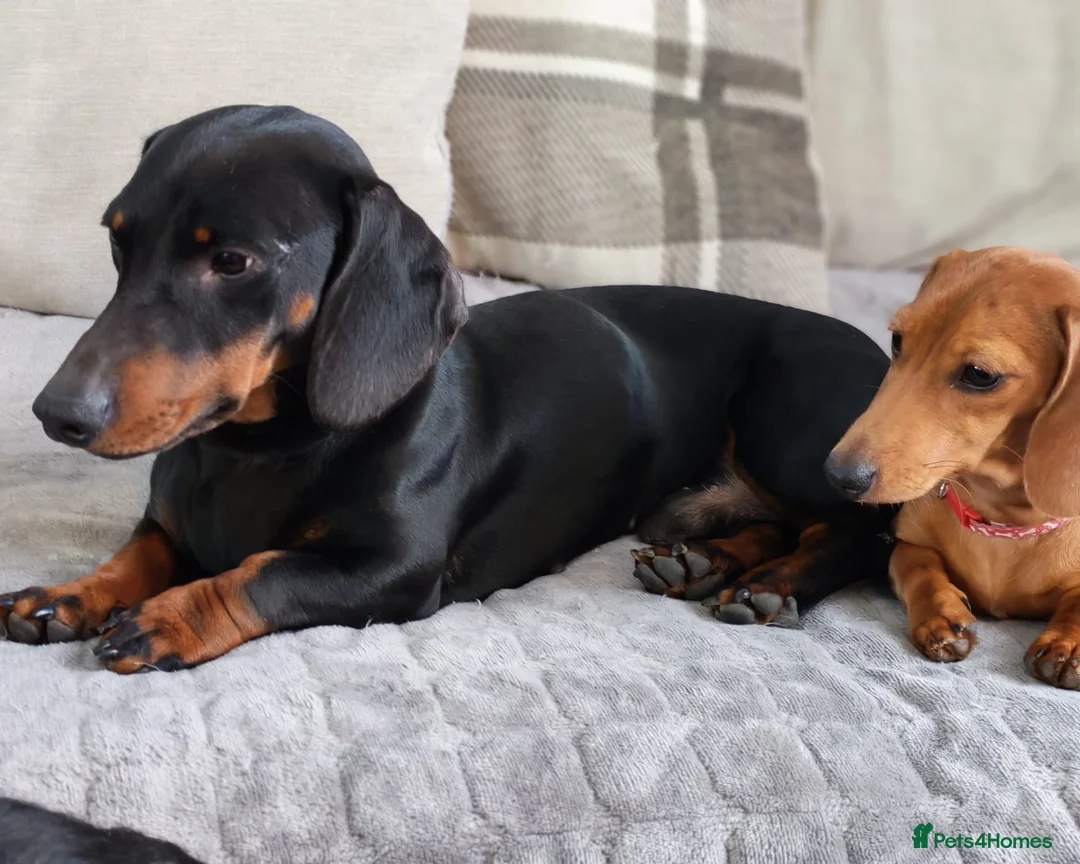 Miniature Dachshund dogs for stud: Mini Daschund for Stud - Advert 2