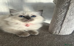 Ragdoll cats for sale: One girl left. Beautiful ragdoll kittens - Image 9