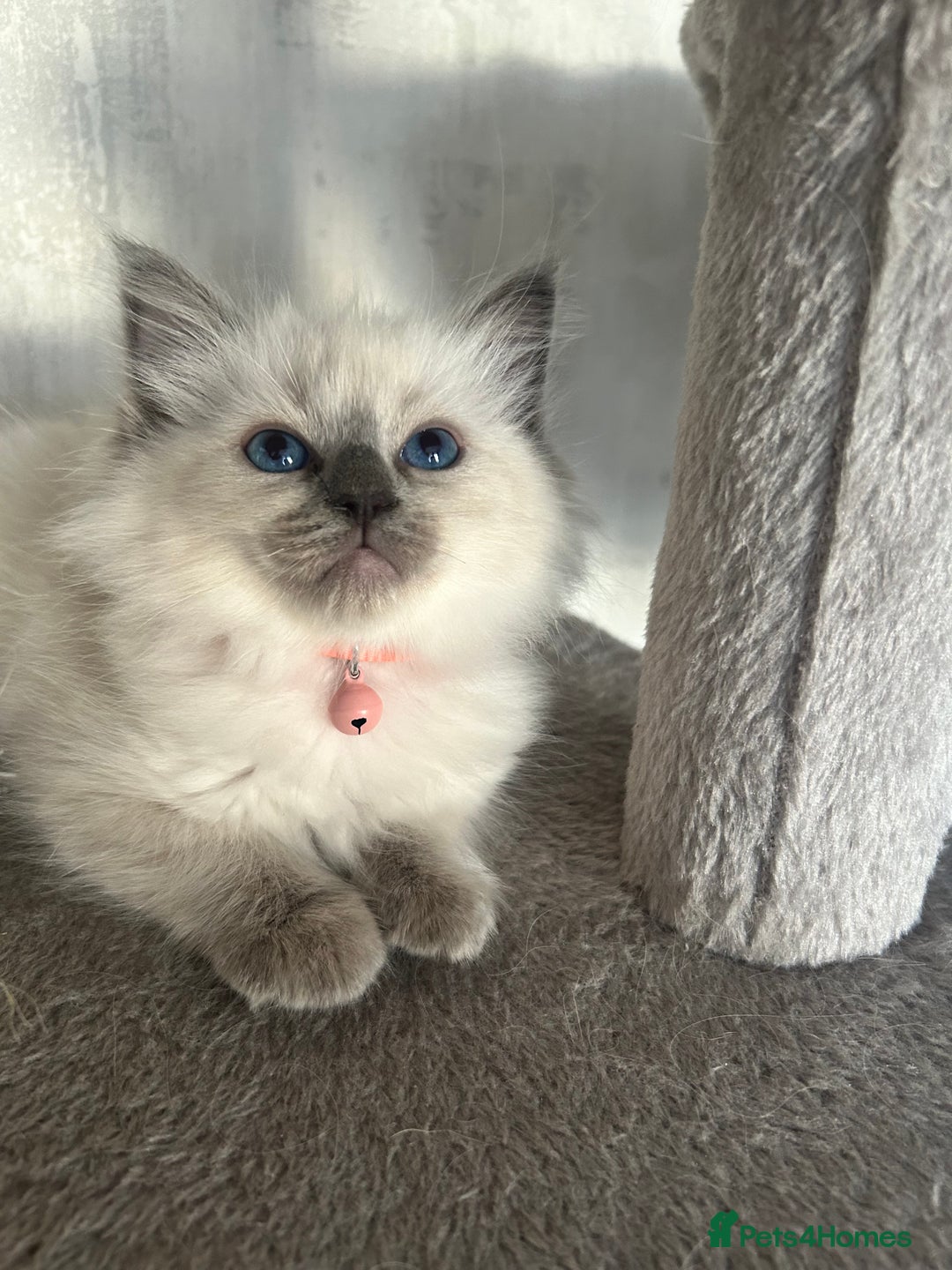 Ragdoll cats for sale: One girl left. Beautiful ragdoll kittens - Image 9