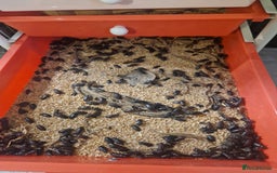 Quail poultry for sale: Mealworm farm for quail or other pets - Image 2