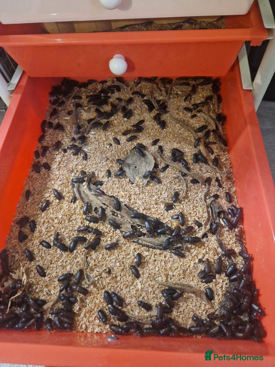Quail poultry for sale: Mealworm farm for quail or other pets - Image 2