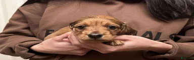 Miniature Dachshund Puppy 1