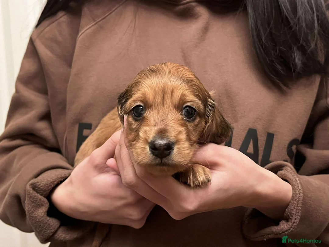 Miniature Dachshund dogs for sale: KC reg Long Haired Miniature Dachshund  - Advert 12