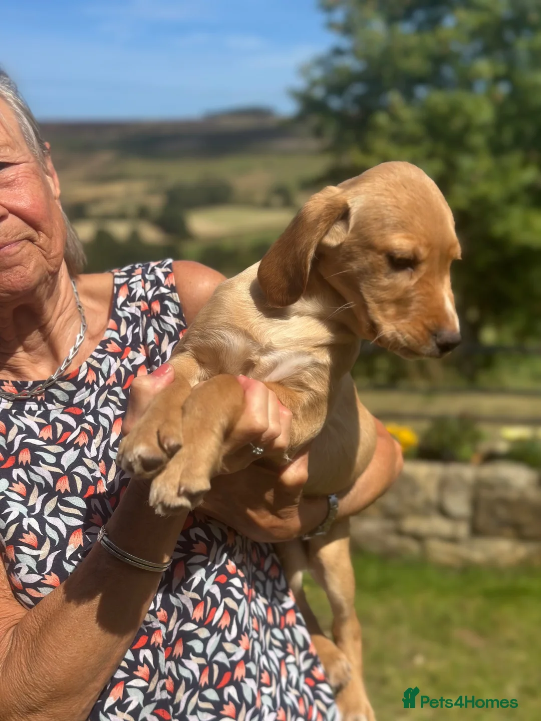 Cockerdor dogs for sale: Adorable Cocker Spaniel x Labrador - Advert 6