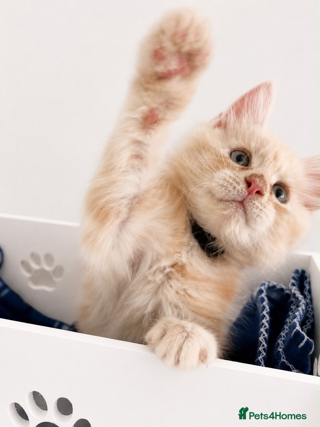 Maine Coon cats Ready Now: TICA Enabled Ginger Maine Coon Kittens  - Advert 2