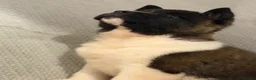 Akita dogs for sale: AKITA PUPS! PARENTS KC REGISTERED  - Advert 9