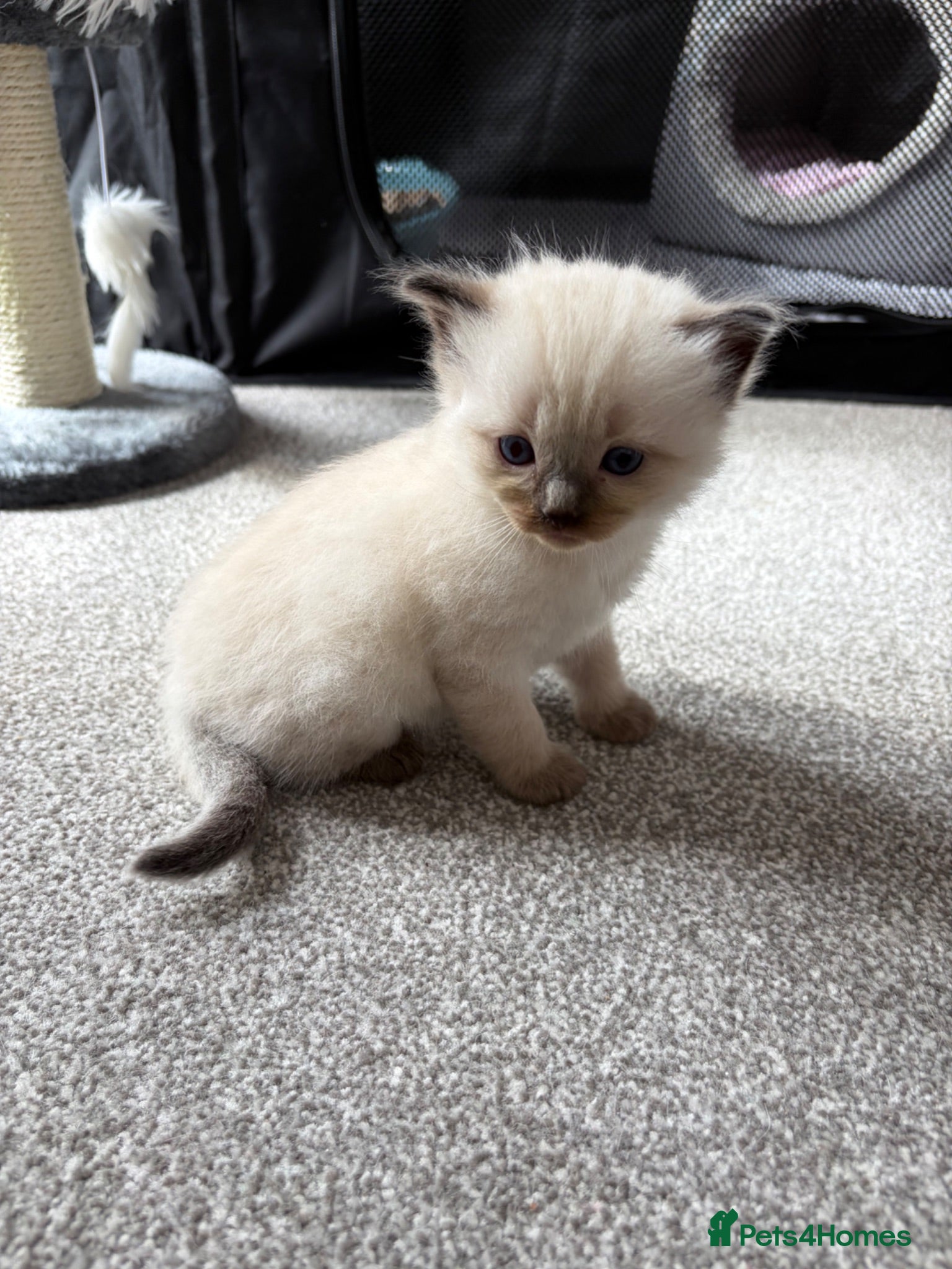 Ragdoll cats Ragdoll/Cherubim blue eyed kittens - Advert 5