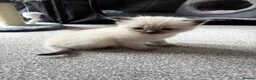 Ragdoll cats for sale: Ragdoll/Cherubim blue eyed kittens in Hinckley - Advert 1