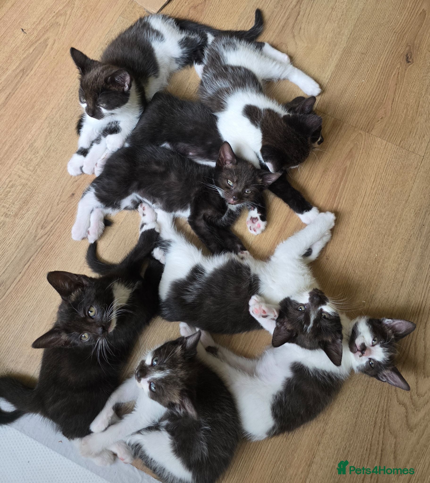Mixed Breed cats Kittens - Advert 1
