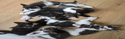 Mixed Breed cats for sale: Kittens - Advert 1