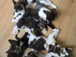 Mixed Breed cats Kittens - Advert 1