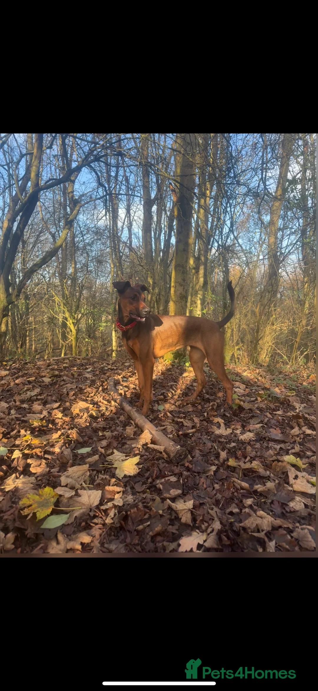 Mixed Breed dogs for sale: Cali  - Advert 4