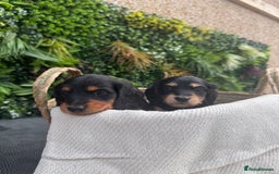 Miniature Dachshund dogs for sale: *Last 1 left* KC long haired mini dachshunds - Image 4