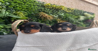 Miniature Dachshund dogs - Advert 10