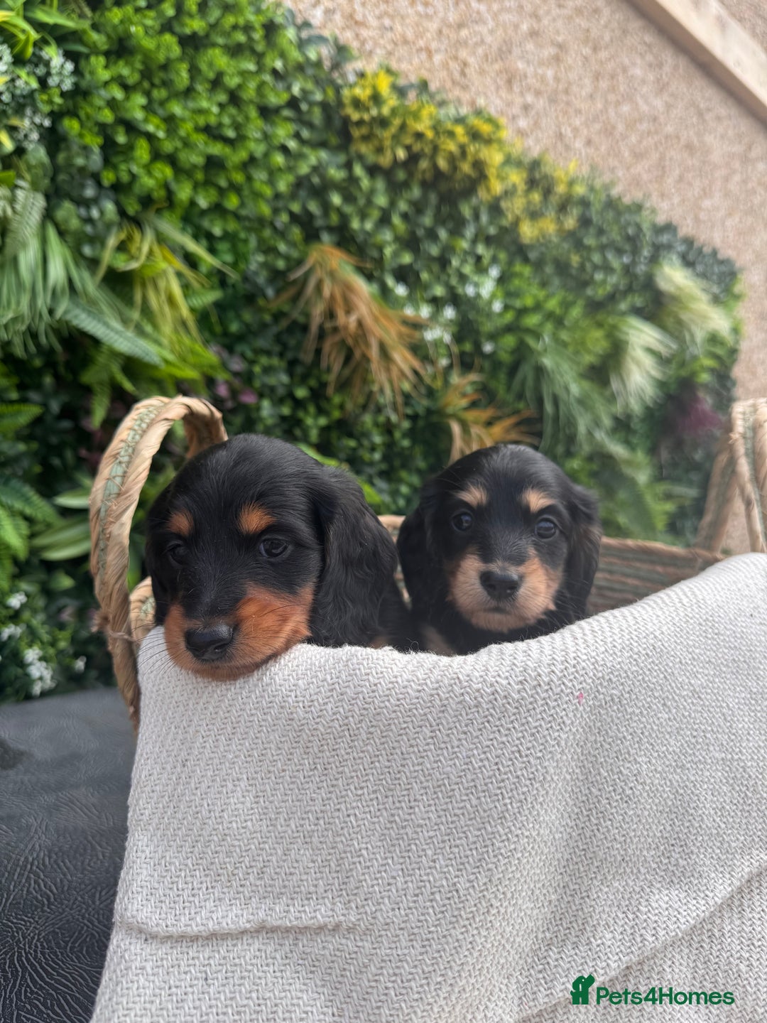 Miniature Dachshund dogs for sale: *Last 1 left* KC long haired mini dachshunds - Image 4