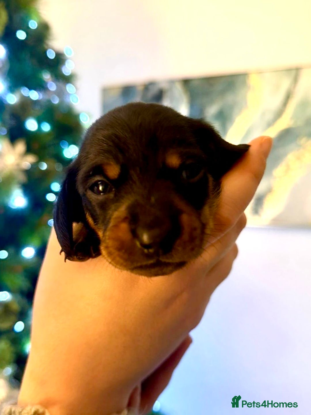 Miniature Dachshund dogs for sale: Miniature Dachshund Puppies  - Advert 8