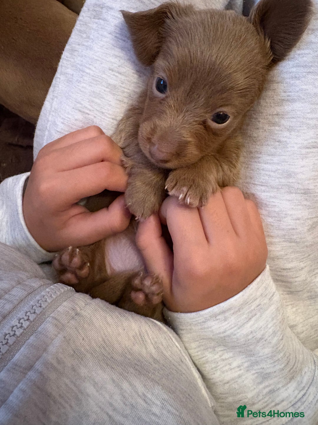 Miniature Dachshund dogs for sale: 1 long hair female miniature dachshund left  - Image 6