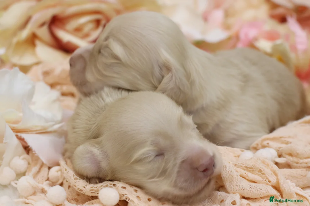 Miniature Dachshund dogs for sale: KC Cream Longhair Miniature Dachshunds - Advert 1