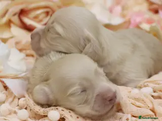 Miniature Dachshund dogs KC Cream Longhair Miniature Dachshunds - Advert 1